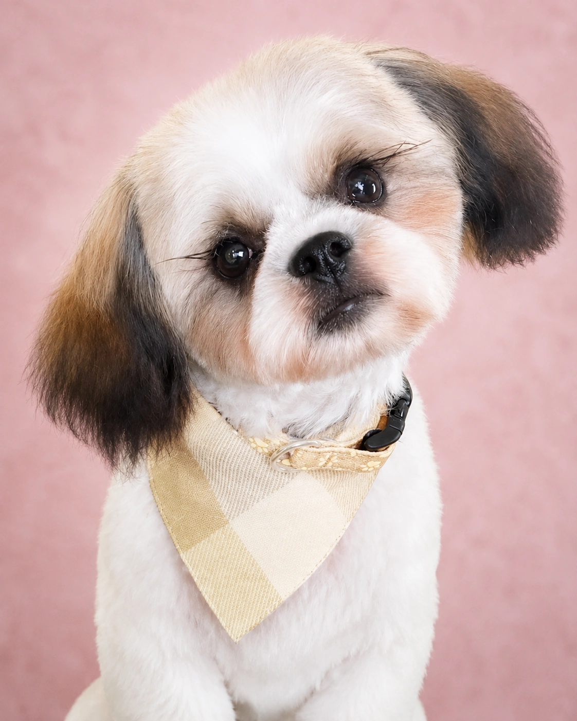 Before & after, small breed
